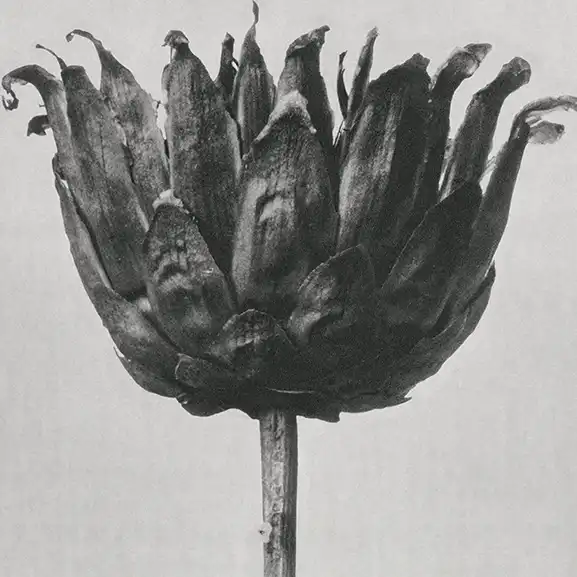 Svart og hvit blomst